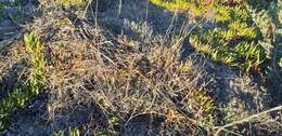 Image of African karoo rats