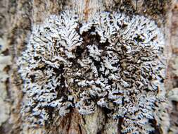 Image of frosted lichen