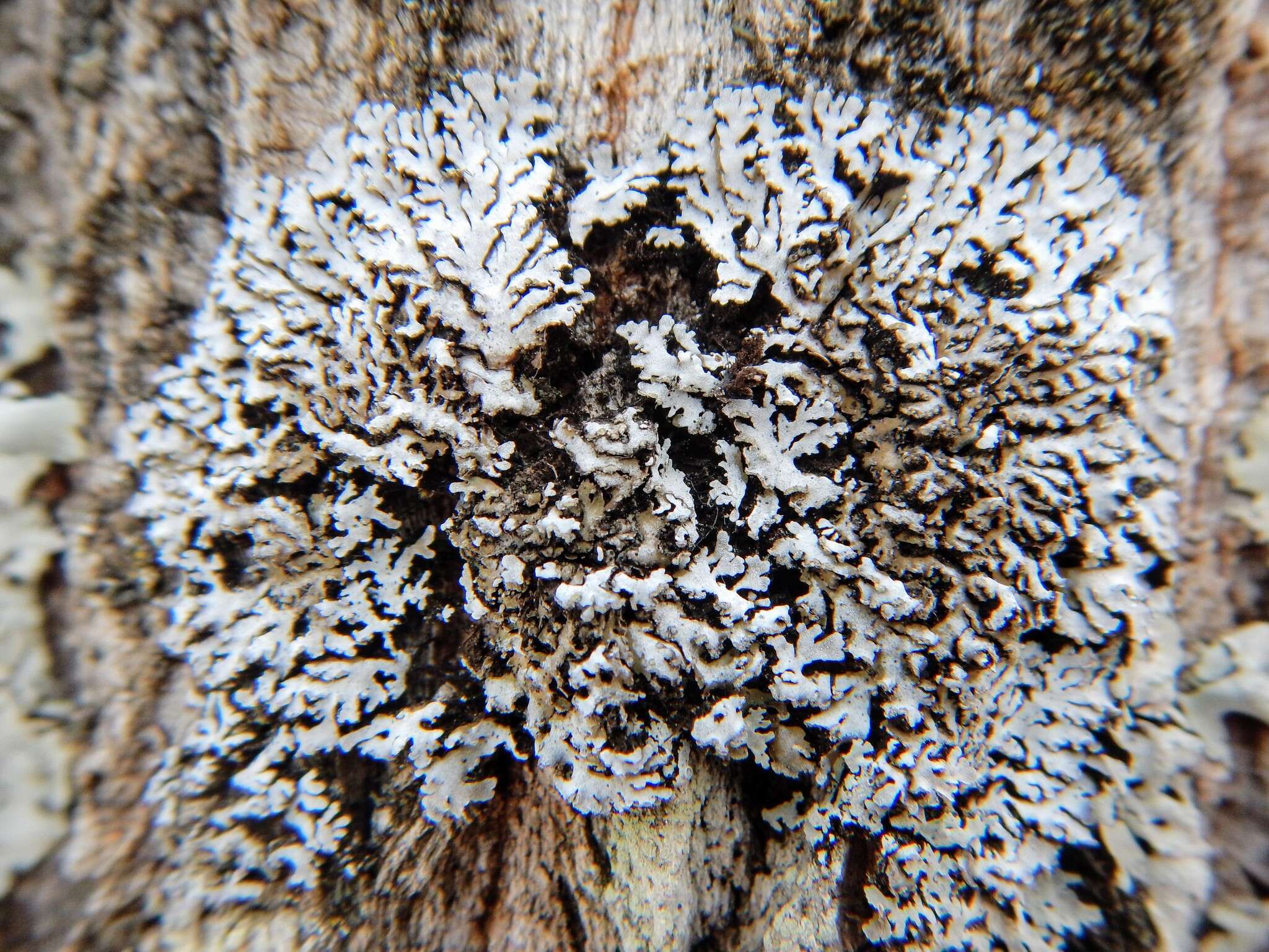 Image of frosted lichen