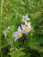 Imagem de Solanum dimidiatum Rafin.