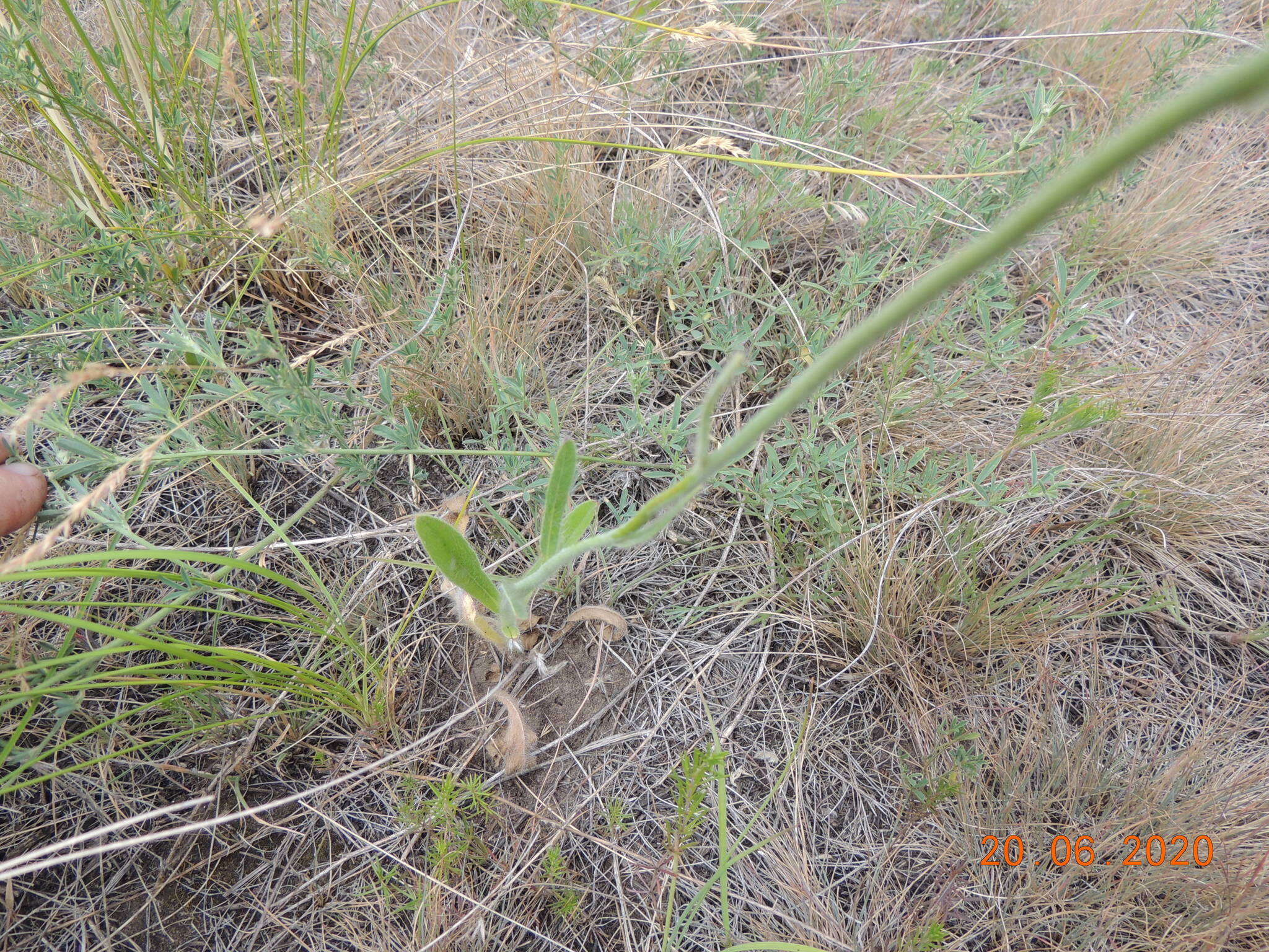 Image of Pilosella echioides (Lumn.) Sch. Bip., F. W. Schultz & Sch. Bip.