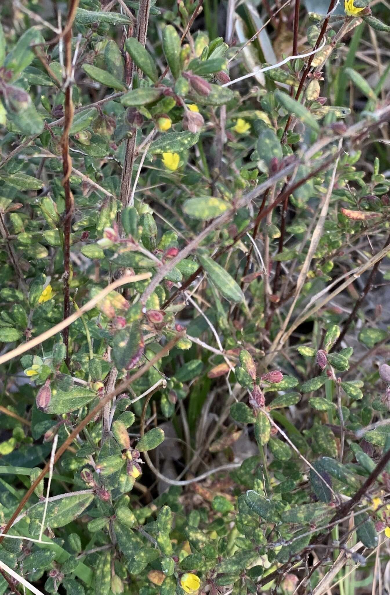 Image of Hibbertia aspera subsp. aspera