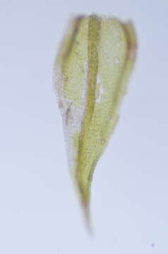 Image of pseudoleskea moss