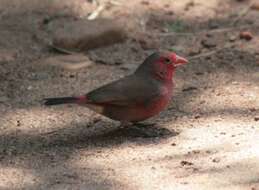 Image of Bar-breasted Firefinch