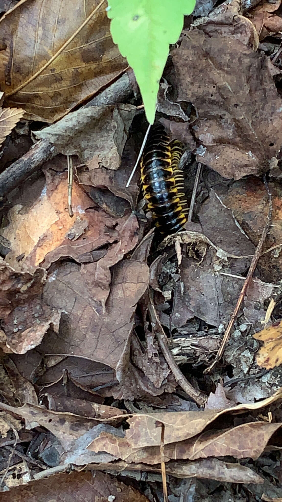 Sivun Apheloria virginiensis reducta Chamberlin 1939 kuva