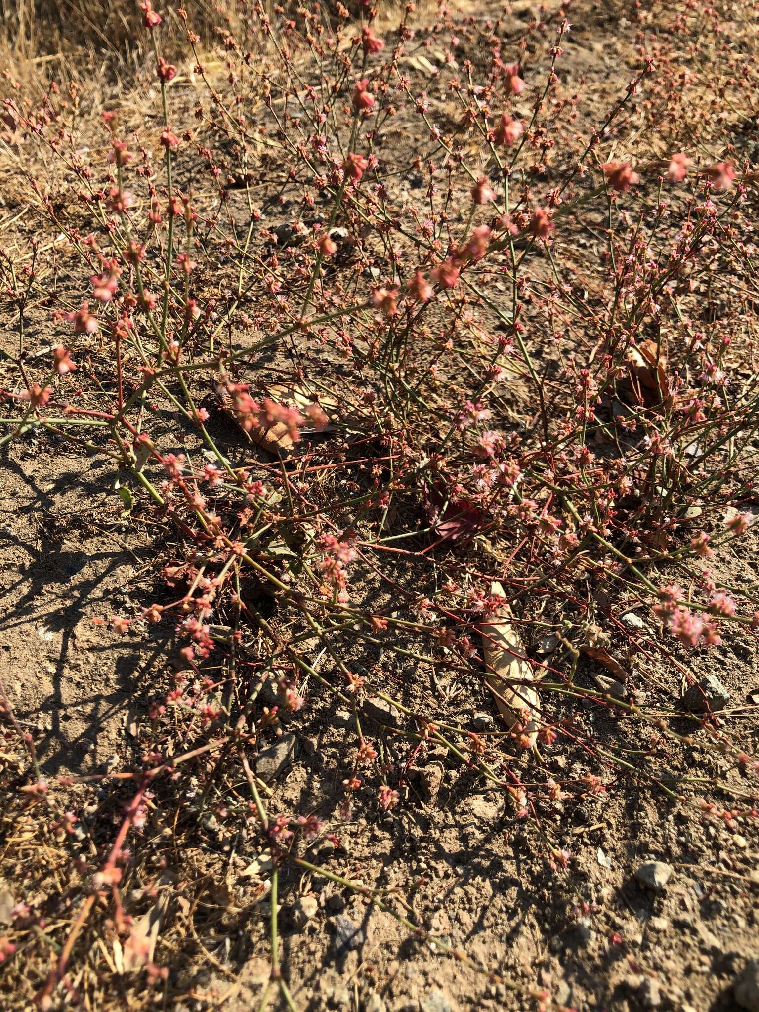 Image of goldencarpet buckwheat