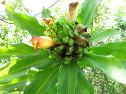 Imagem de Costus guanaiensis var. tarmicus (Loes.) Maas