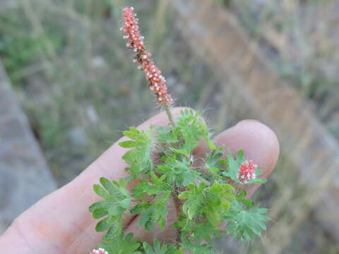 Imagem de Acalypha radians Torr.