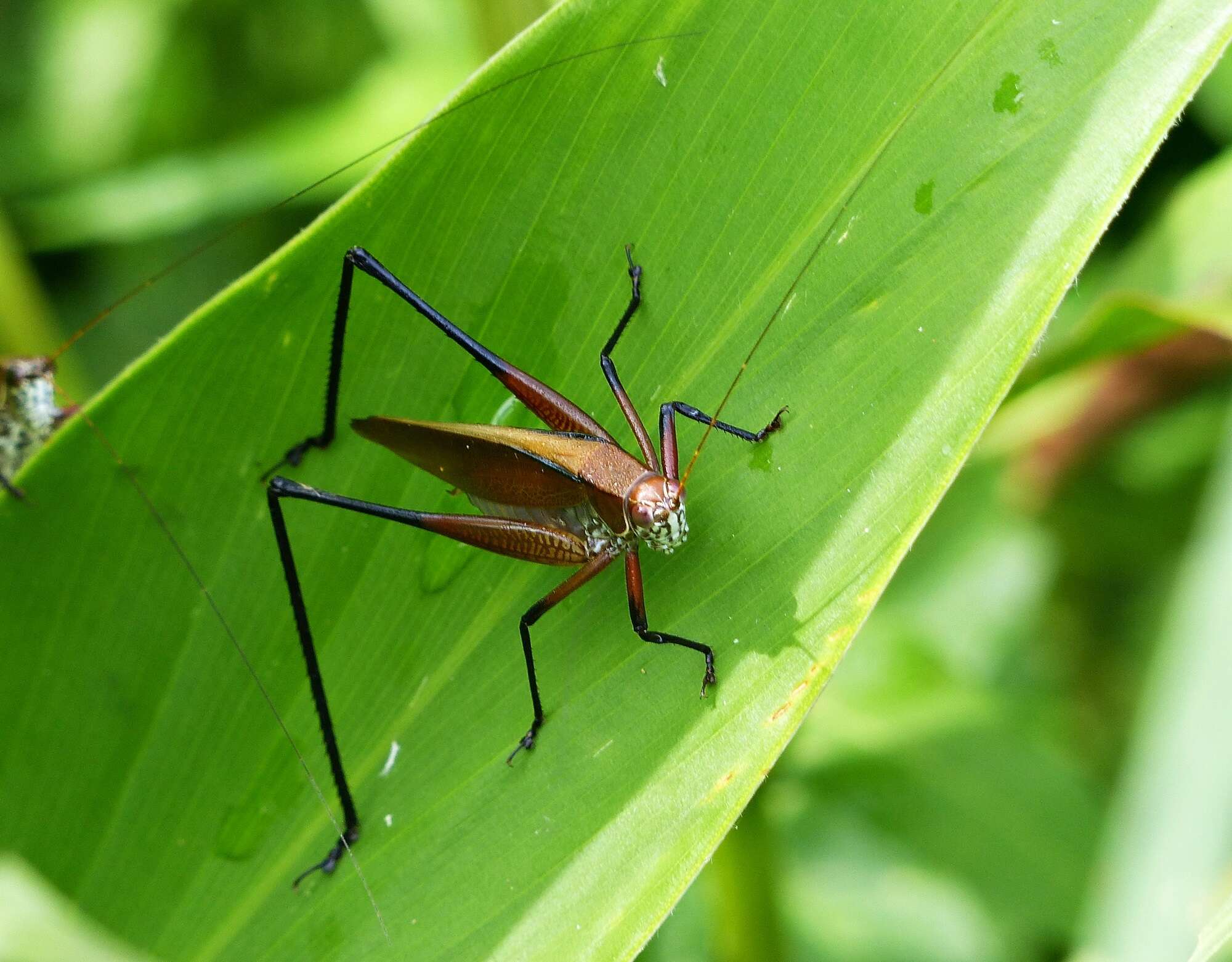 Theudoria melanocnemis (Stål 1861)的圖片