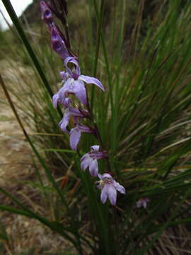 Слика од Lobelia camporum Pohl