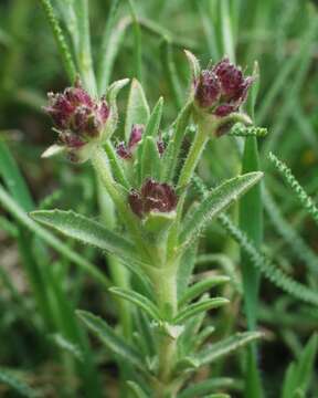 Image of Plantago mauritanica Boiss. & Reuter