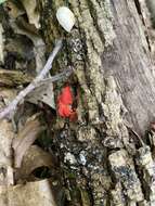 Image of Cinnabar oysterling