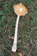 Image of Amanita sinicoflava Tulloss 1988