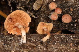 Image of Tubaria confragosa (Fr.) Harmaja 1978