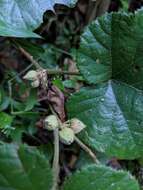 Image de Rubus buergeri Miq.