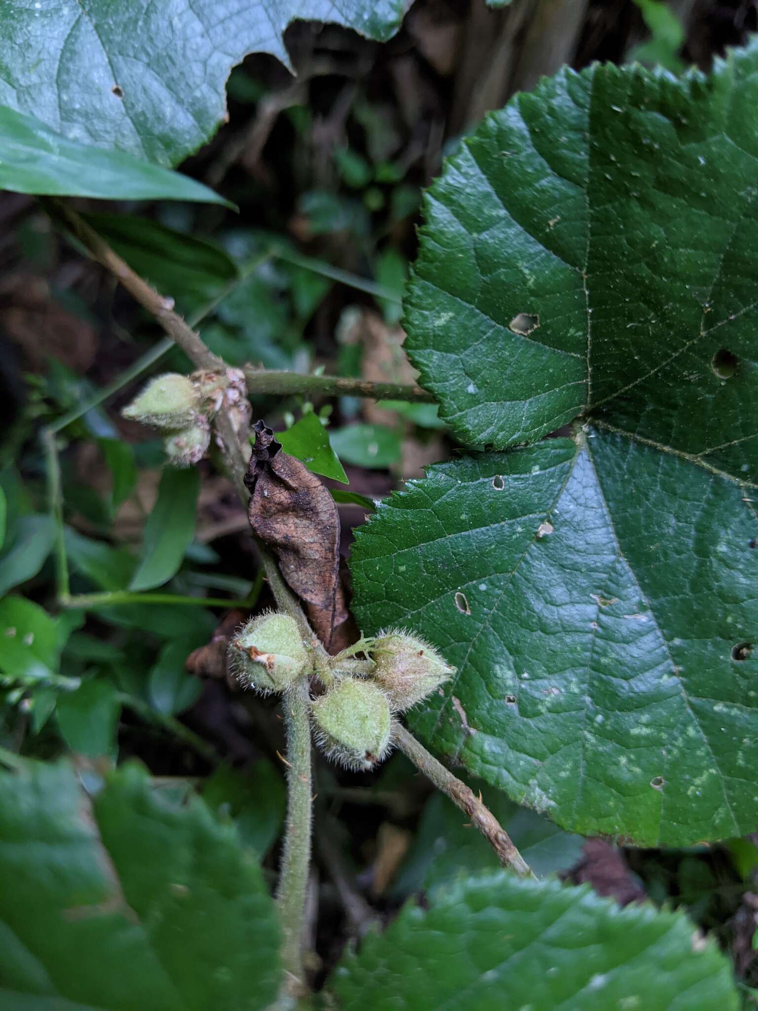 Image de Rubus buergeri Miq.