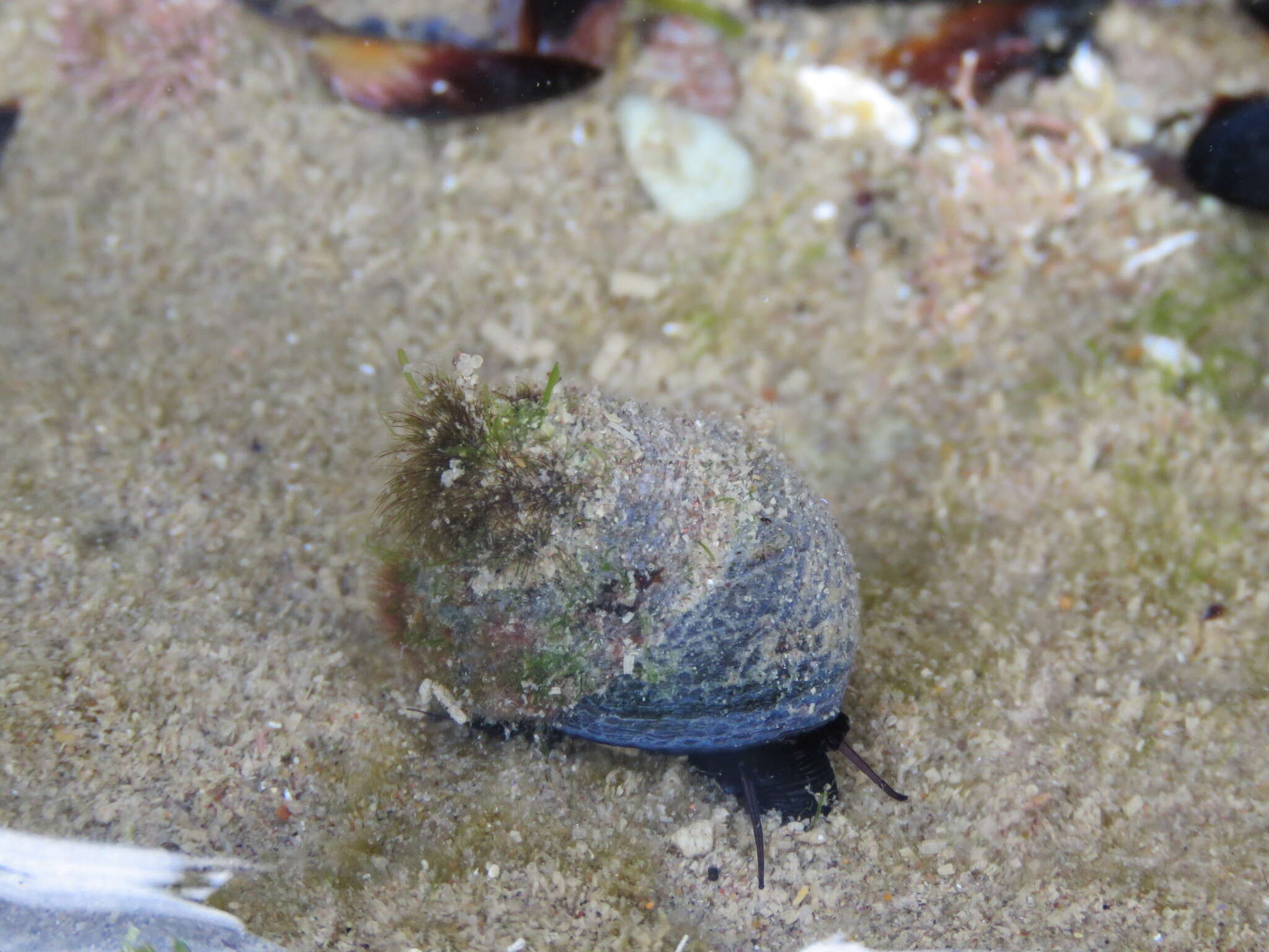 Image of Tegula patagonica (d'Orbigny 1835)