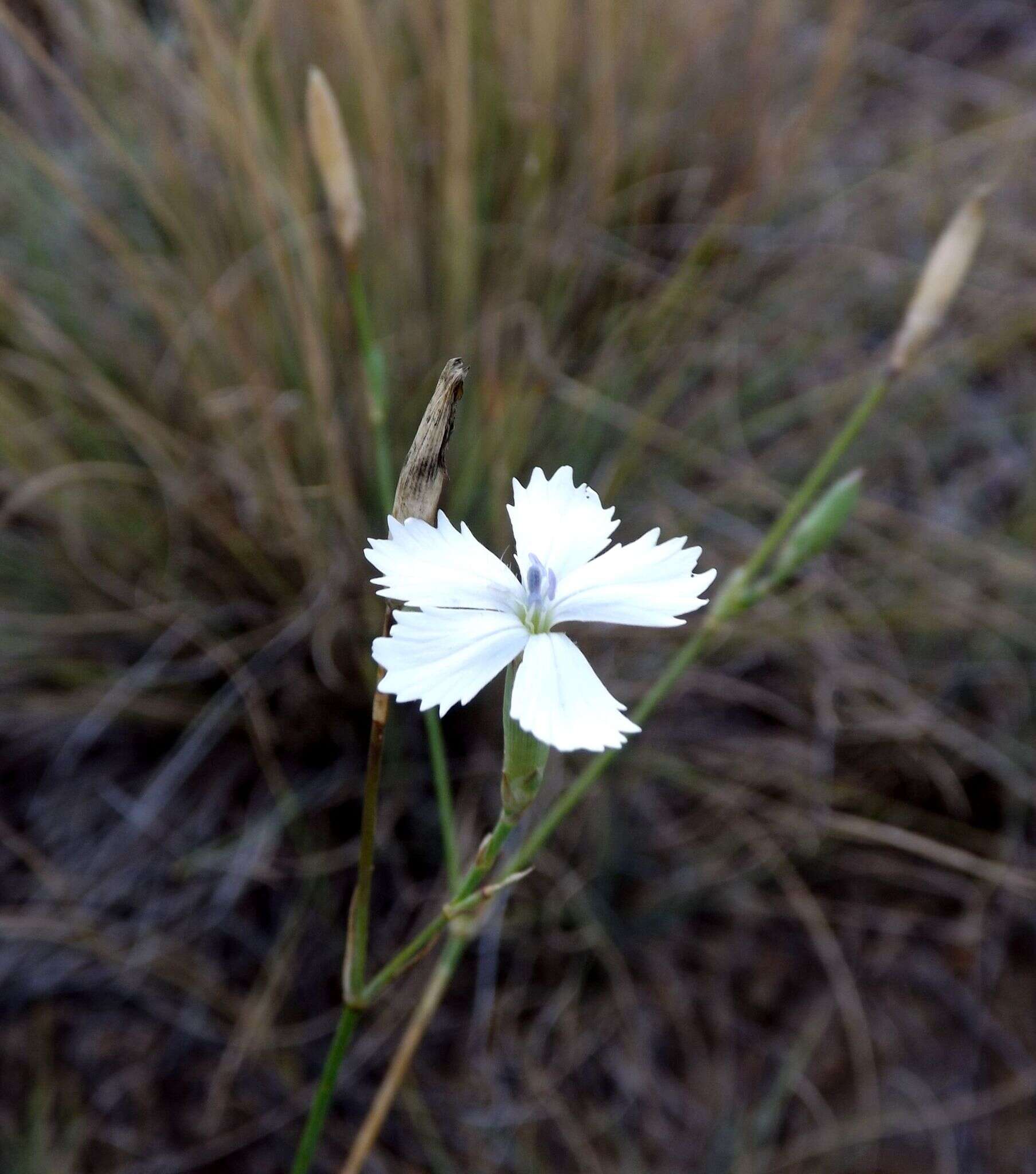 Image of Dianthus ramosissimus Pall. ex Poir.