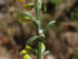 Image of hairy greenweed