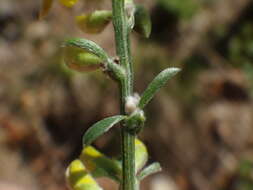 Imagem de Genista pilosa L.