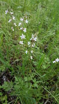 Image of Bolander's woodland-star