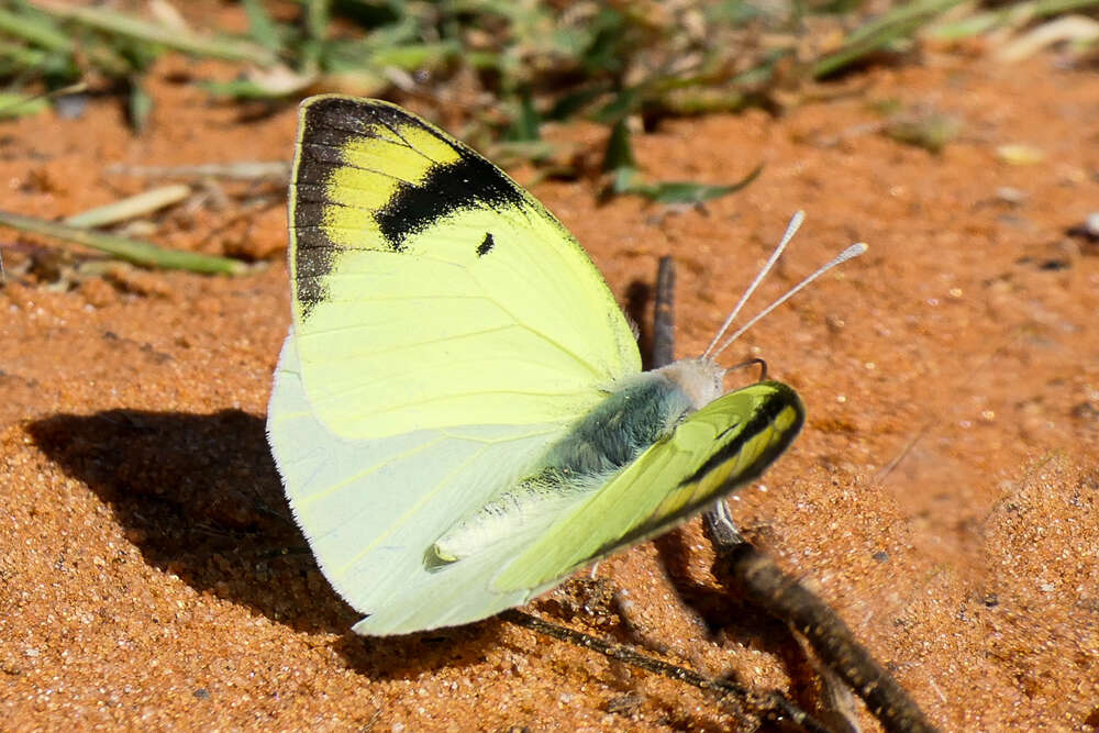 Слика од Teracolus subfasciatus Swainson 1833