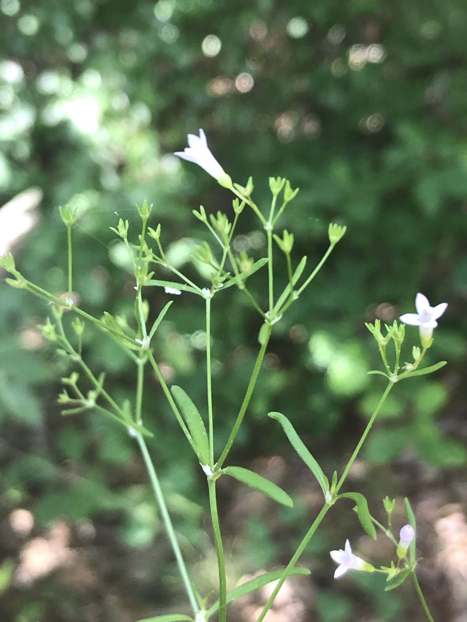 Image of Houstonia longifolia var. tenuifolia (Nutt.) Alph. Wood