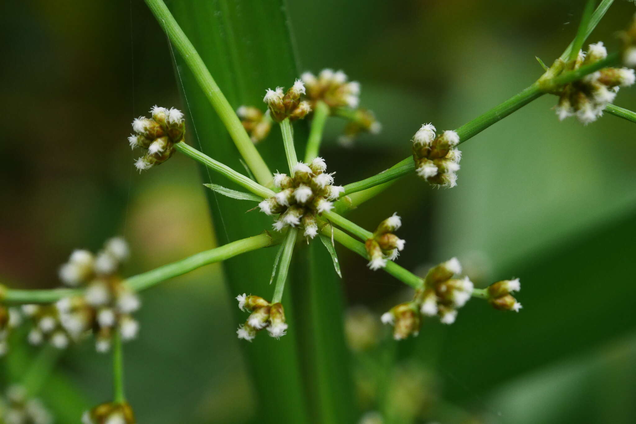 Plancia ëd Scirpus ternatanus Reinw. ex Miq.