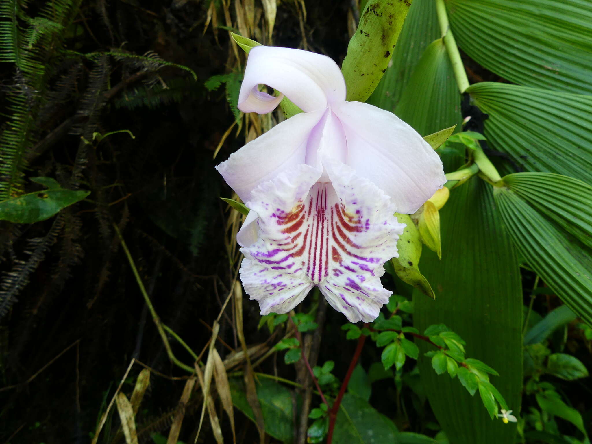 Image of Sobralia pulcherrima Garay