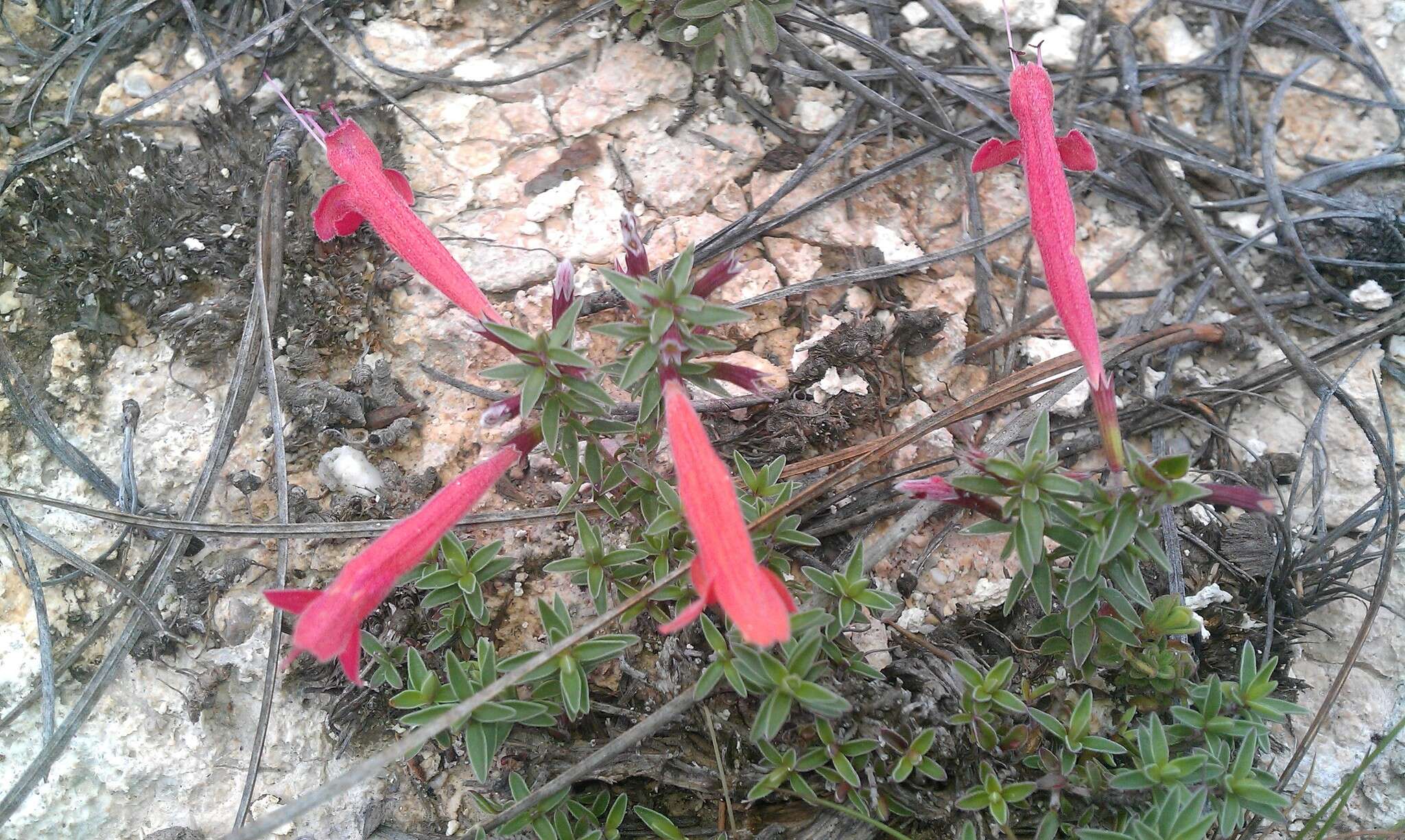 صورة Hedeoma ciliolata (Epling & W. S. Stewart) R. S. Irving