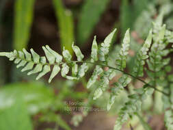 Imagem de Lindsaea heterophylla Dryand.