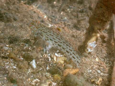 صورة Istigobius ornatus (Rüppell 1830)