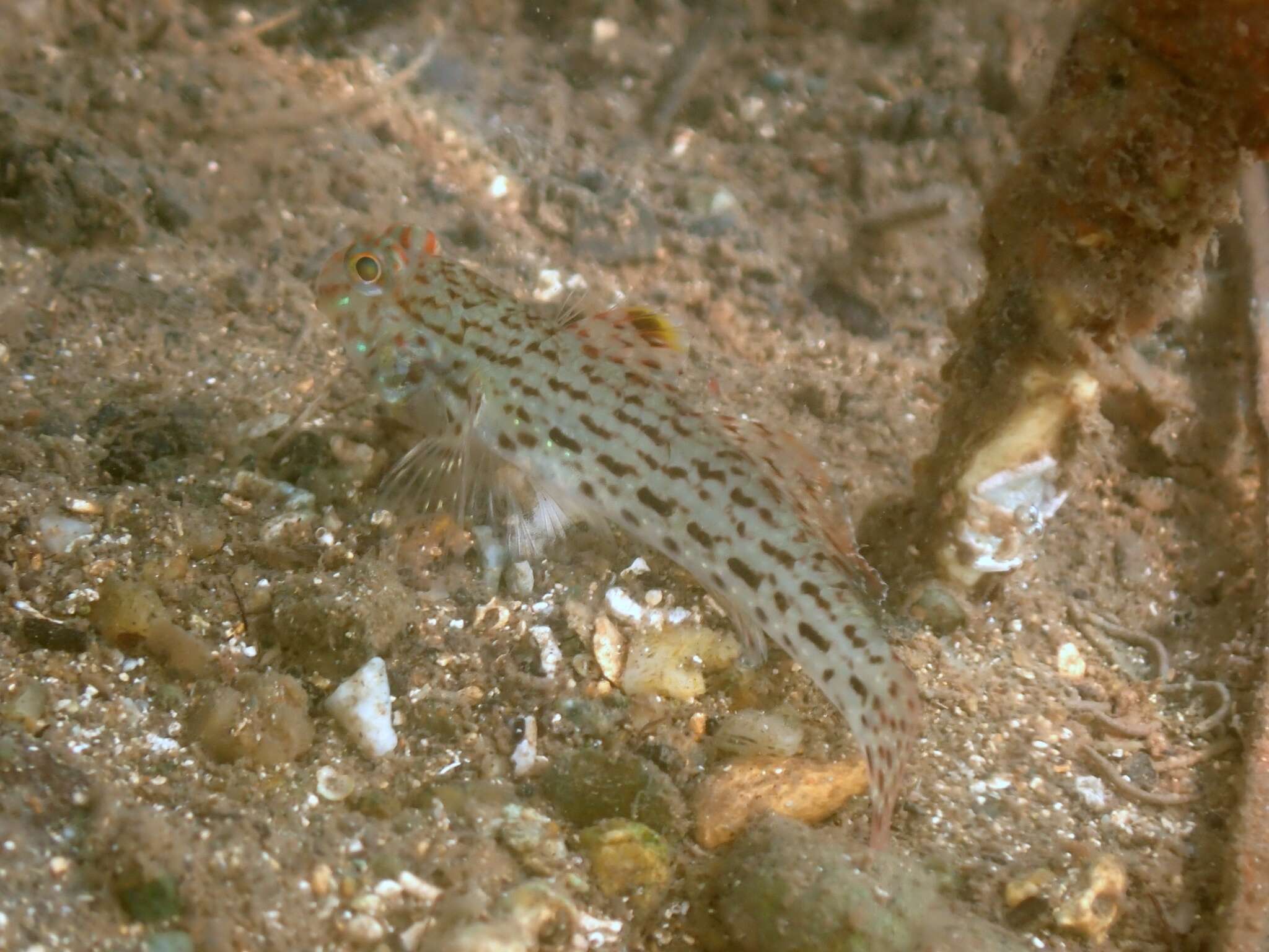 صورة Istigobius ornatus (Rüppell 1830)