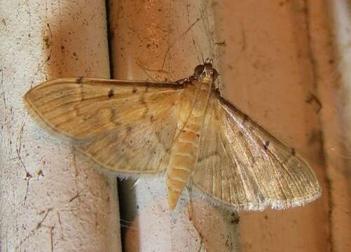 Image of Two-spotted Herpetogramma