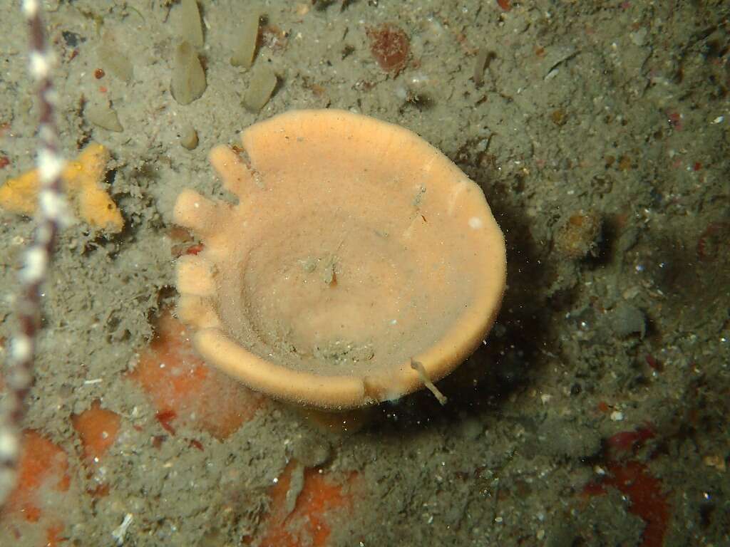 Image of North atlantic cup sponge