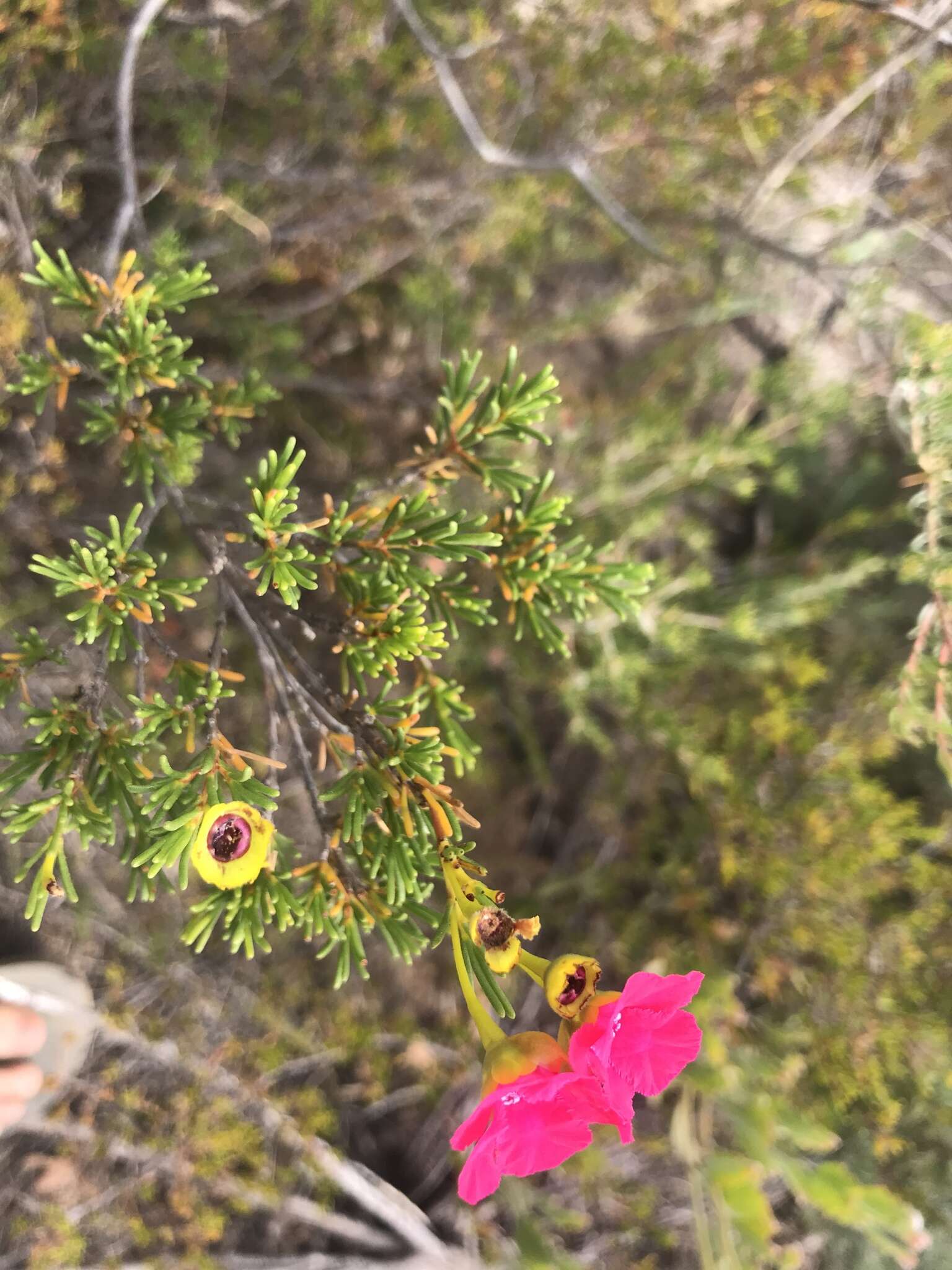 Imagem de Pileanthus filifolius Meissn.