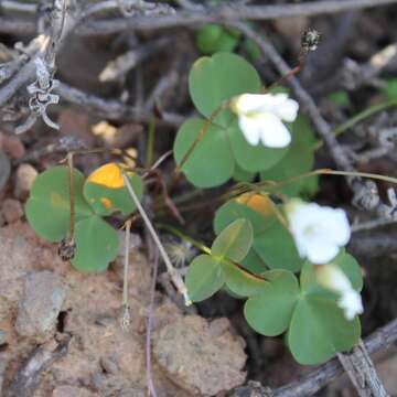 Image of Oxalis orbicularis Salter