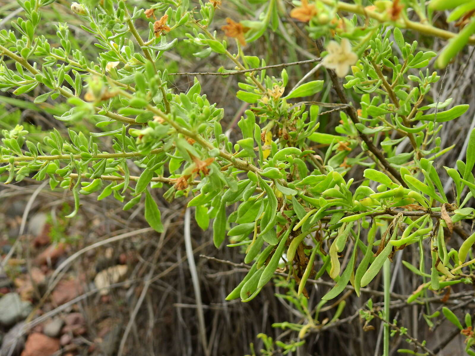 Image of Lycium chilense var. confertifolium (Miers) F. A. Barkley