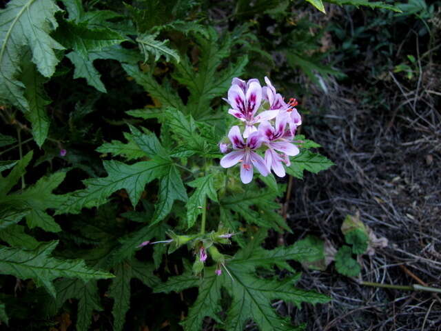 Imagem de Pelargonium glutinosum (Jacq.) L'Her.