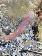 Image of Blind goby