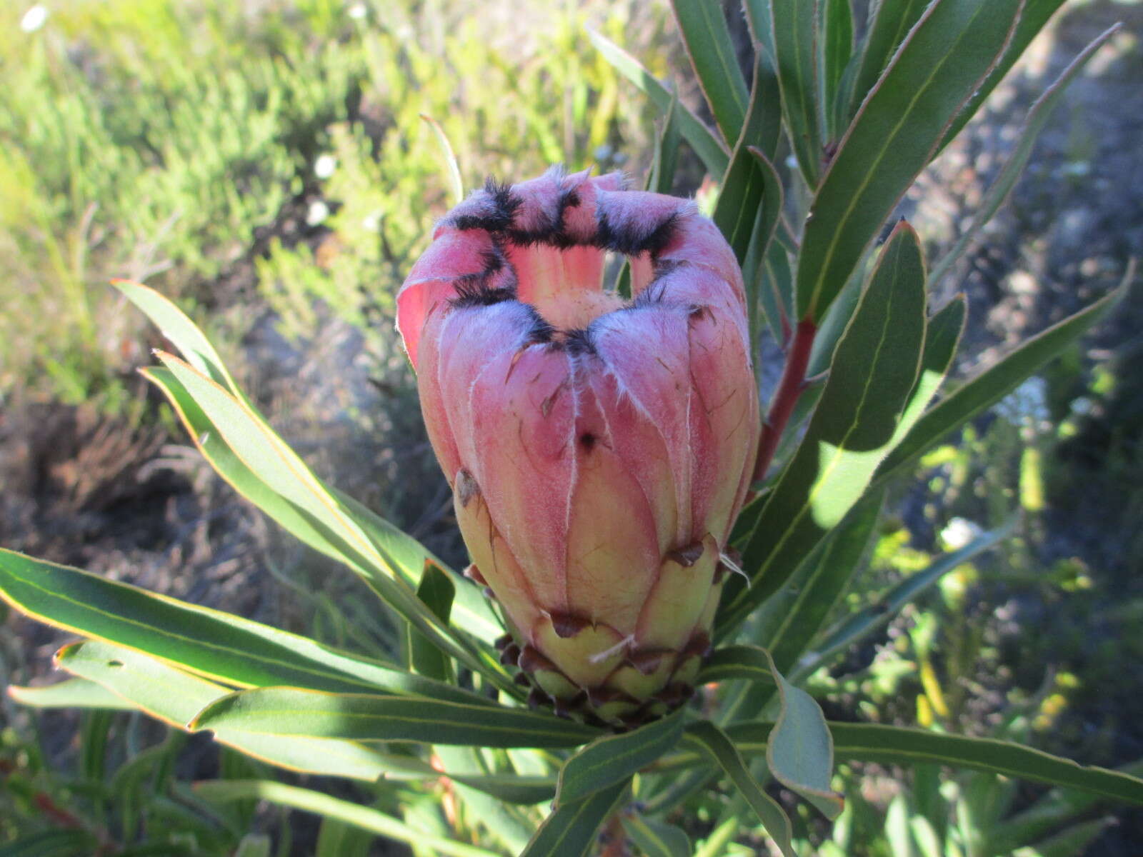 Imagem de Protea burchellii Stapf