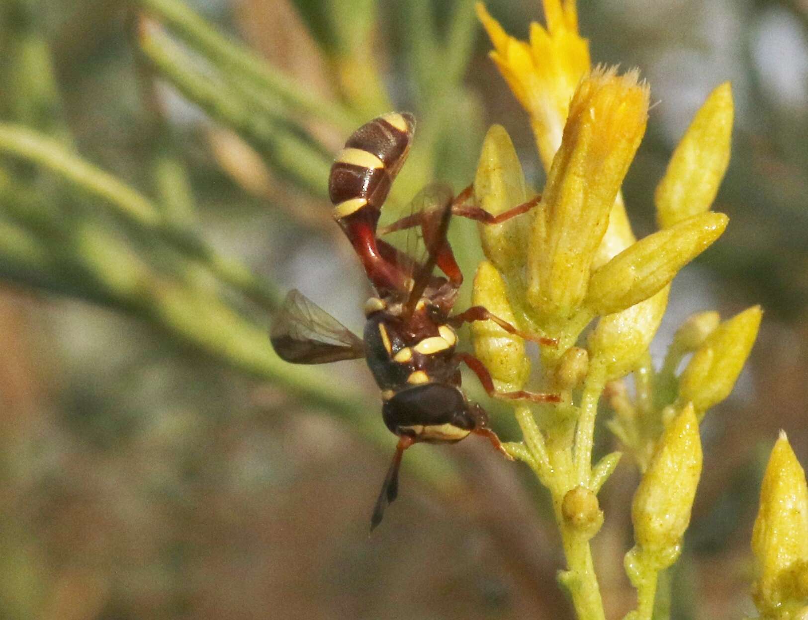 Image of Polybiomyia townsendi