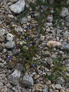 Image of Veronica capillipes Nevski