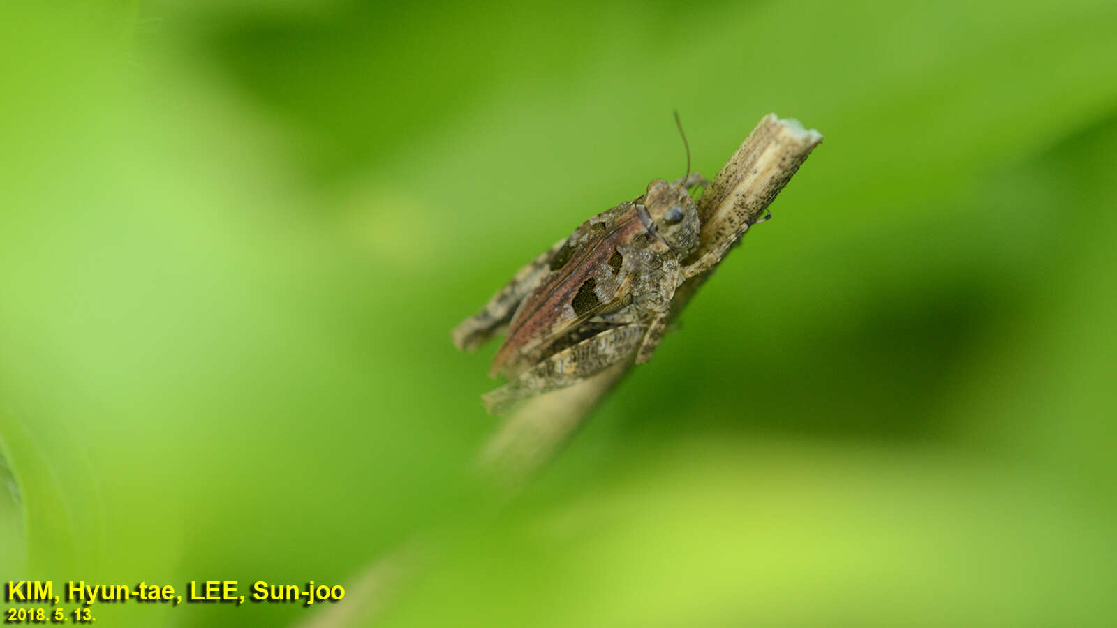 Image of Tetrix japonica (Bolívar & I. 1887)