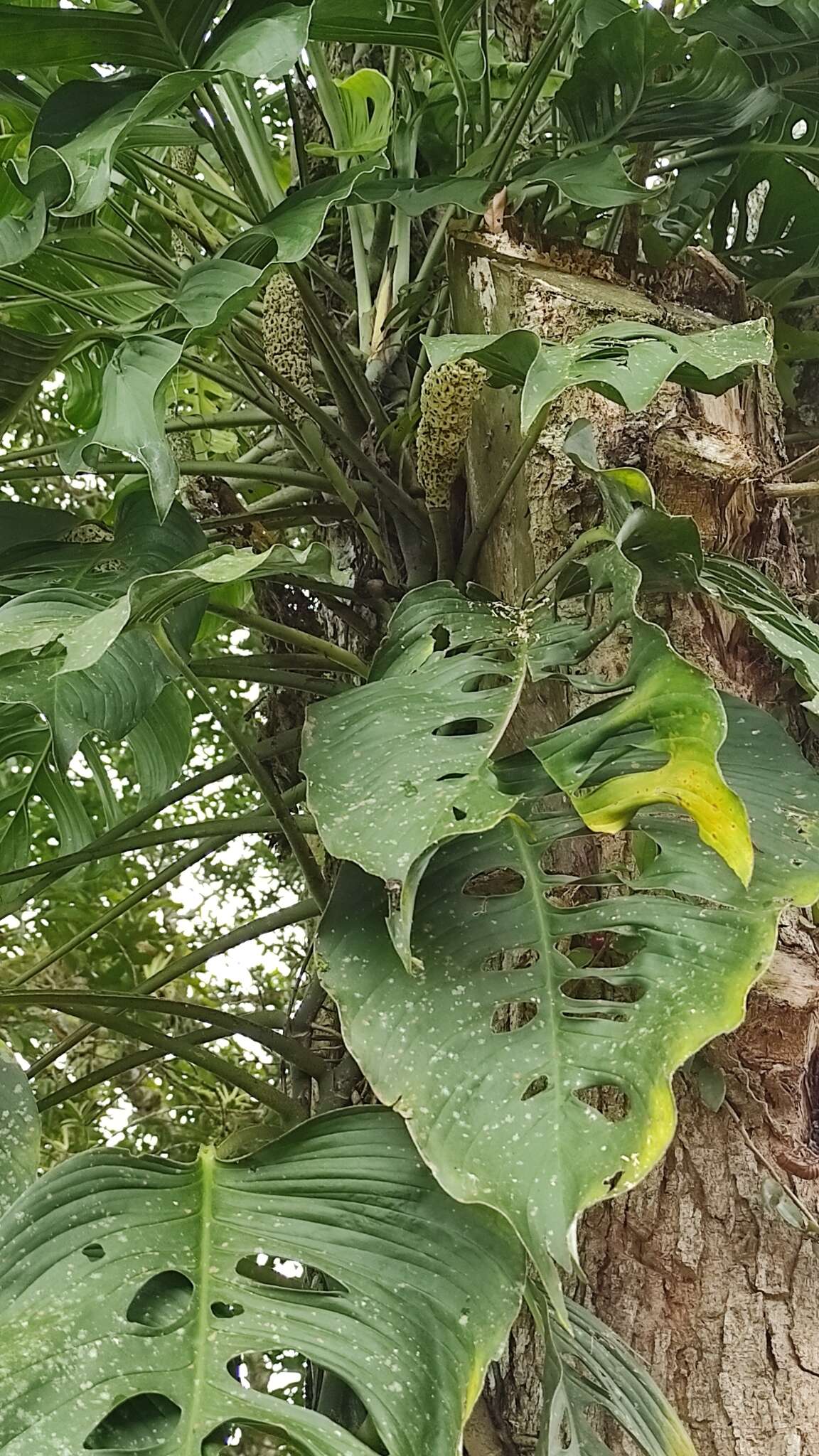 Image of Monstera adansonii subsp. laniata (Schott) Mayo & I. M. Andrade