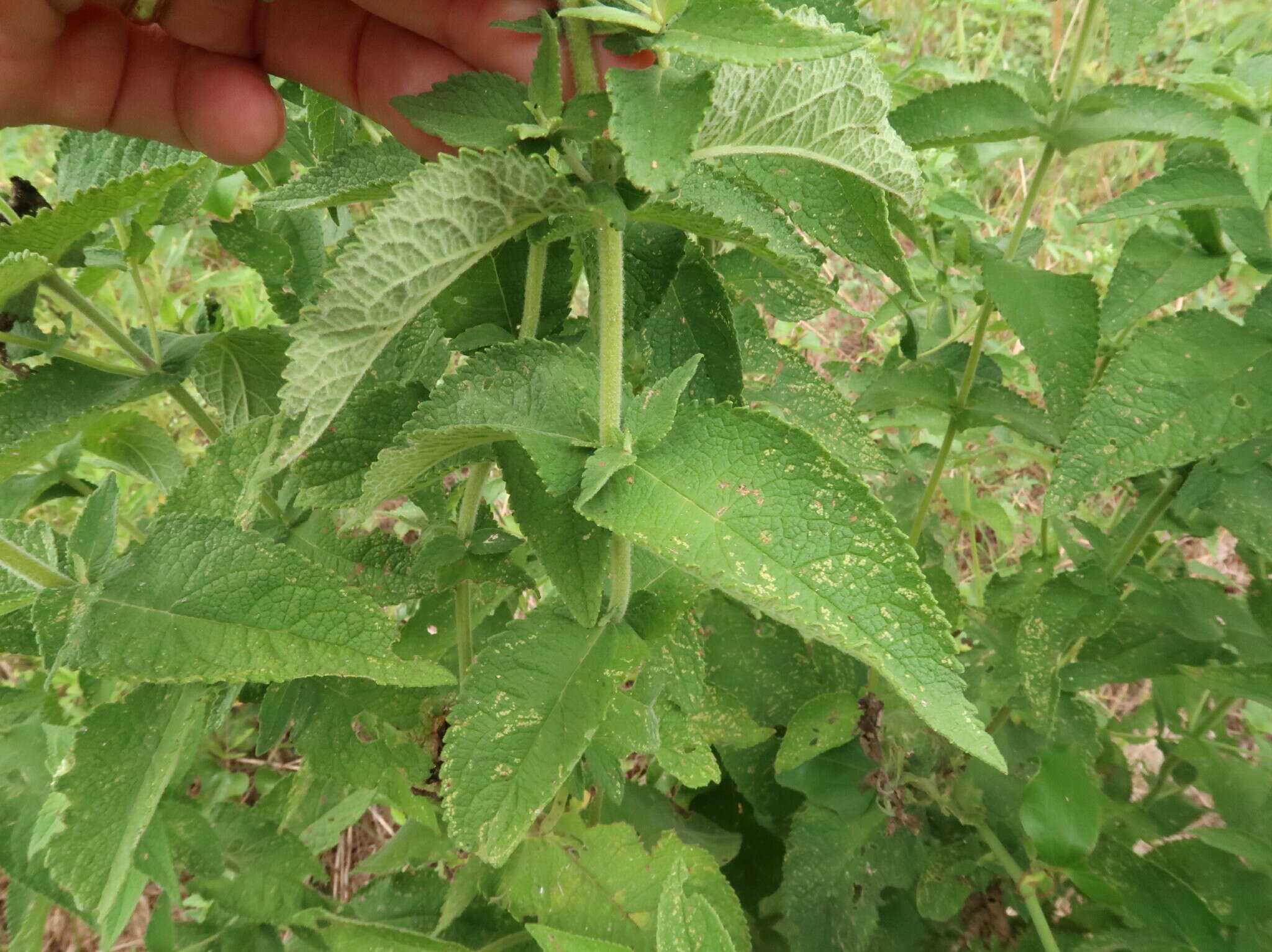 Image of thoroughwort