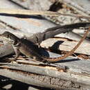 Image of Reinhardt's Lava Lizard