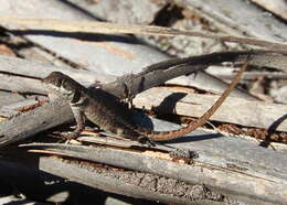 Image of Reinhardt's Lava Lizard