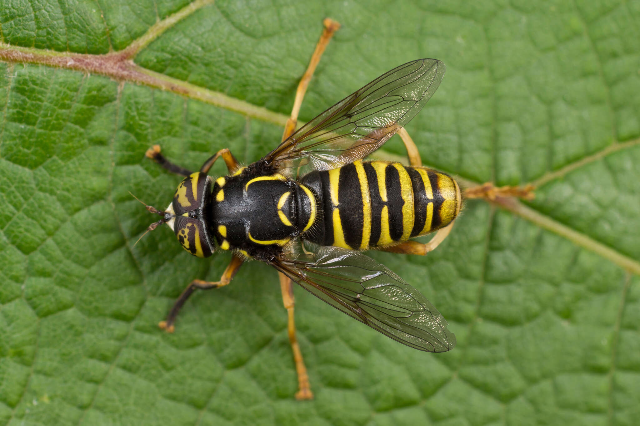 Image of Spilomyia manicata (Rondani 1865)