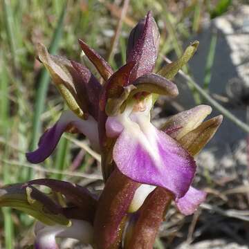 Image of Red Orchid